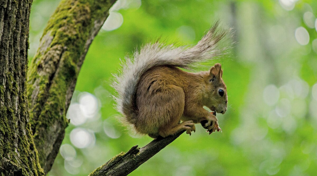 Белка - Александр Бочериков