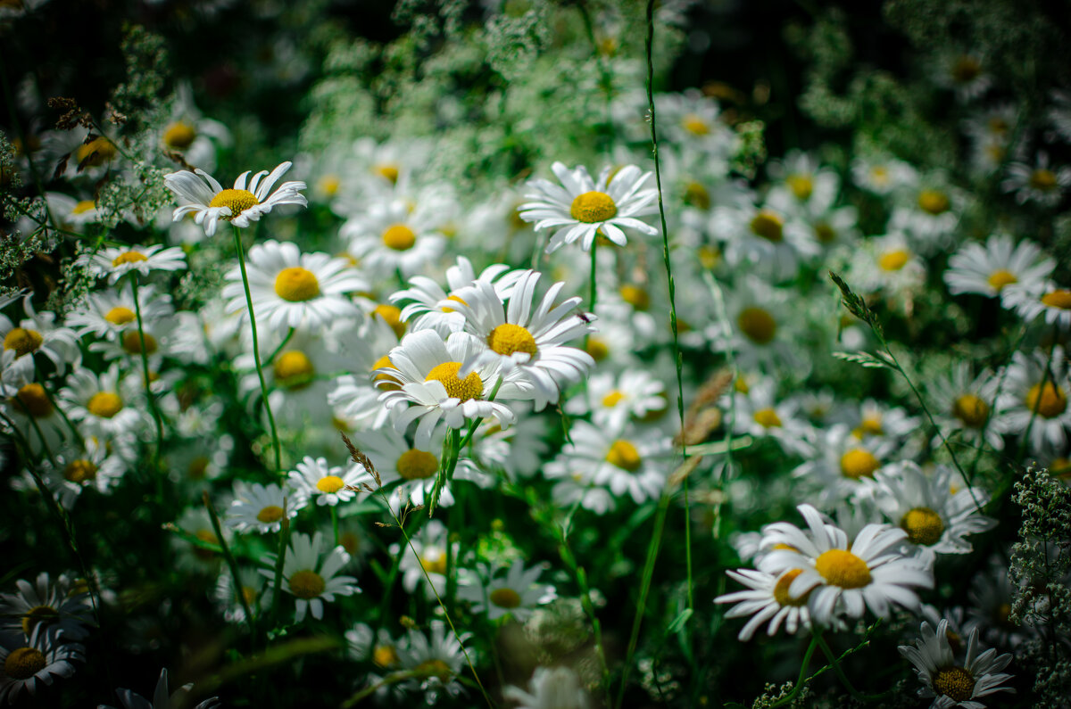 Цветы - Александр Бочериков