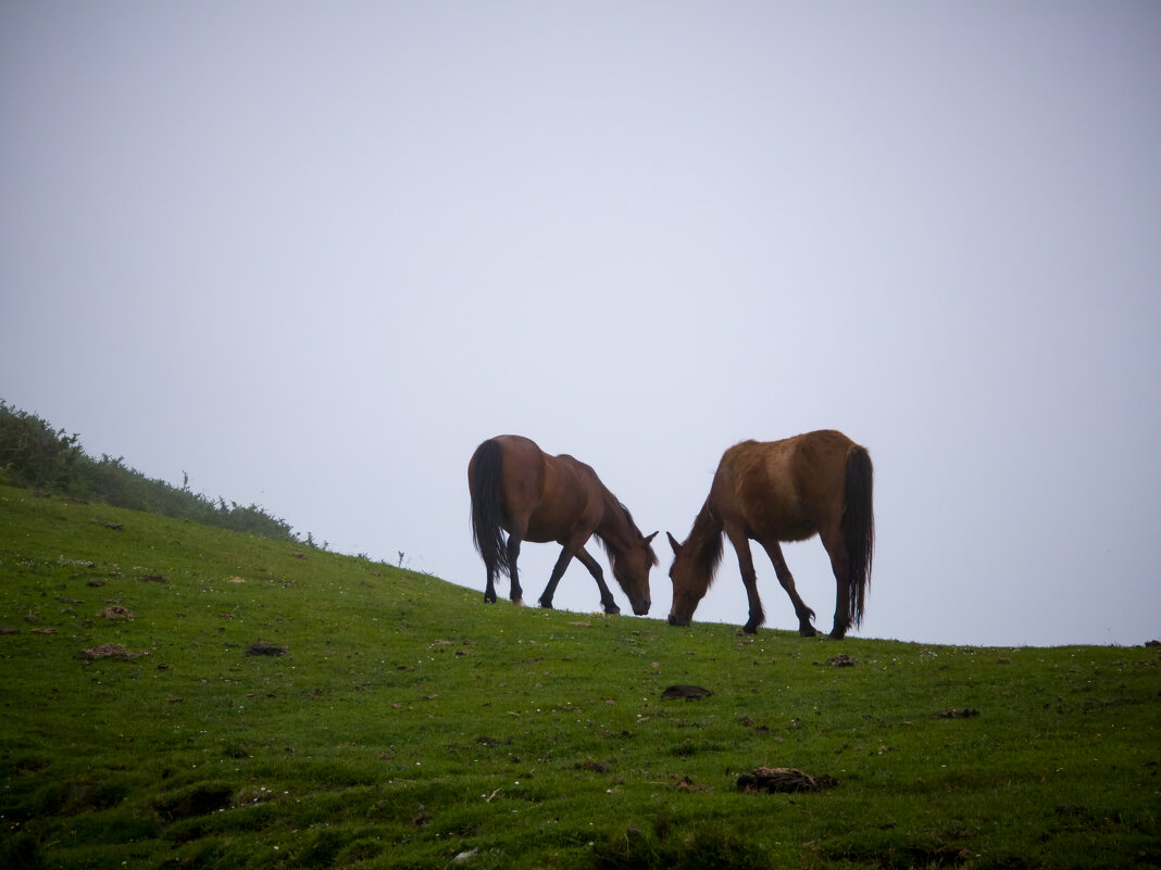 Лошадки - Валерий Т Лошадки - Валерий Т