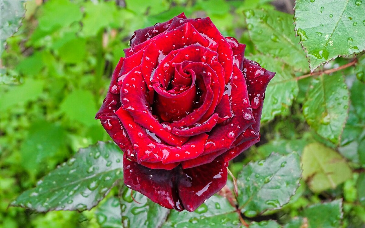 Роза в дождливый день. - Милешкин Владимир Алексеевич Роза в дождливый день. - Милешкин Владимир Алексеевич