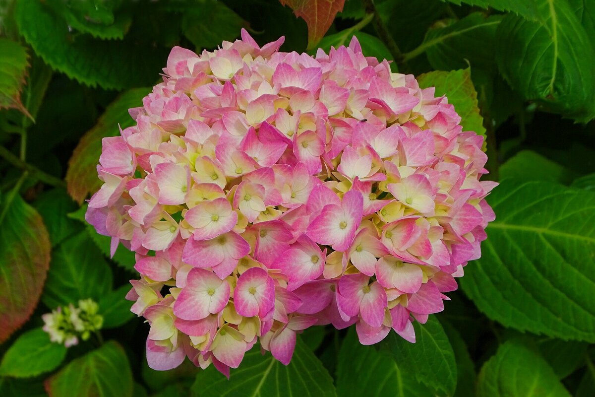 Гортензия - Милешкин Владимир Алексеевич Гортензия - Милешкин Владимир Алексеевич