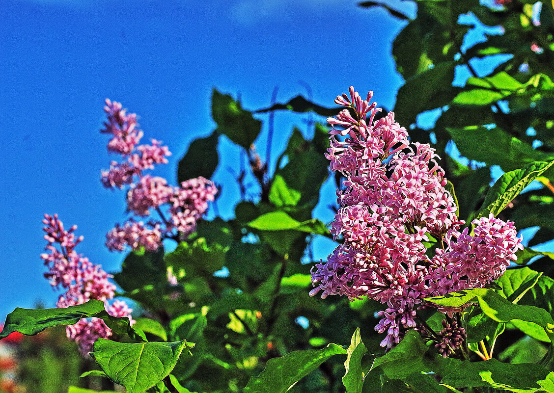 Июнь...Кисти сирени душистые! - Владимир 