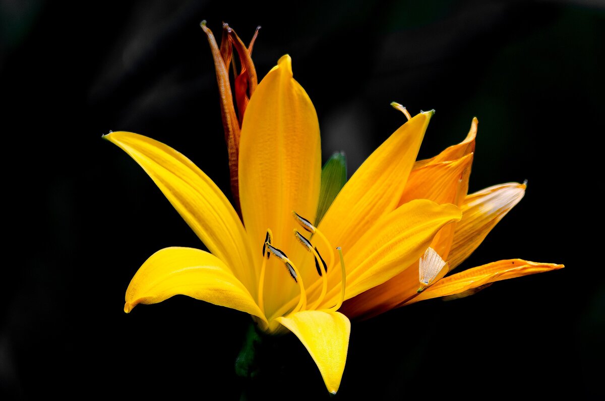 *** - Виктор Иванович Чернюк *** - Виктор Иванович Чернюк