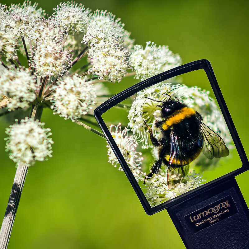 Макро-шутка. - Игорь Викторов Макро-шутка. - Игорь Викторов