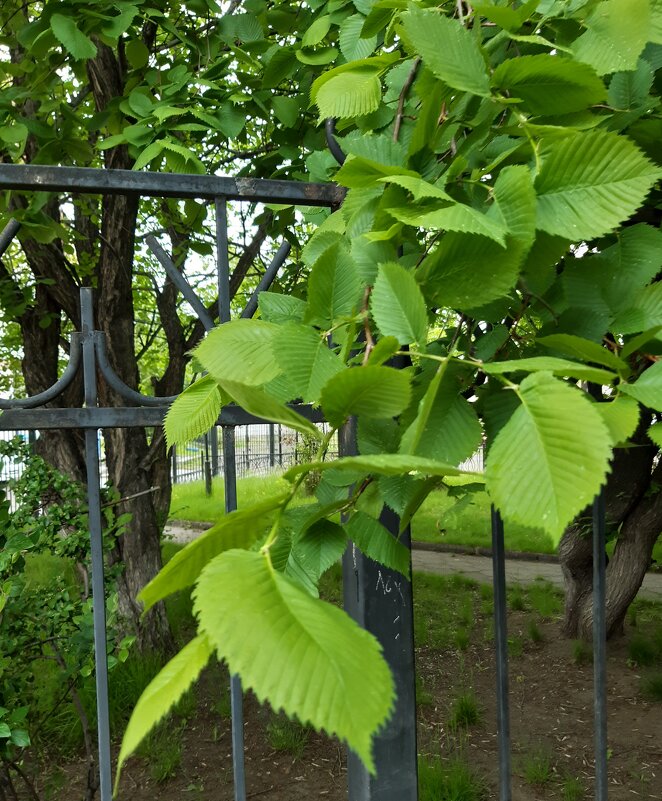 Лето, ах лето! - Галина Минчук