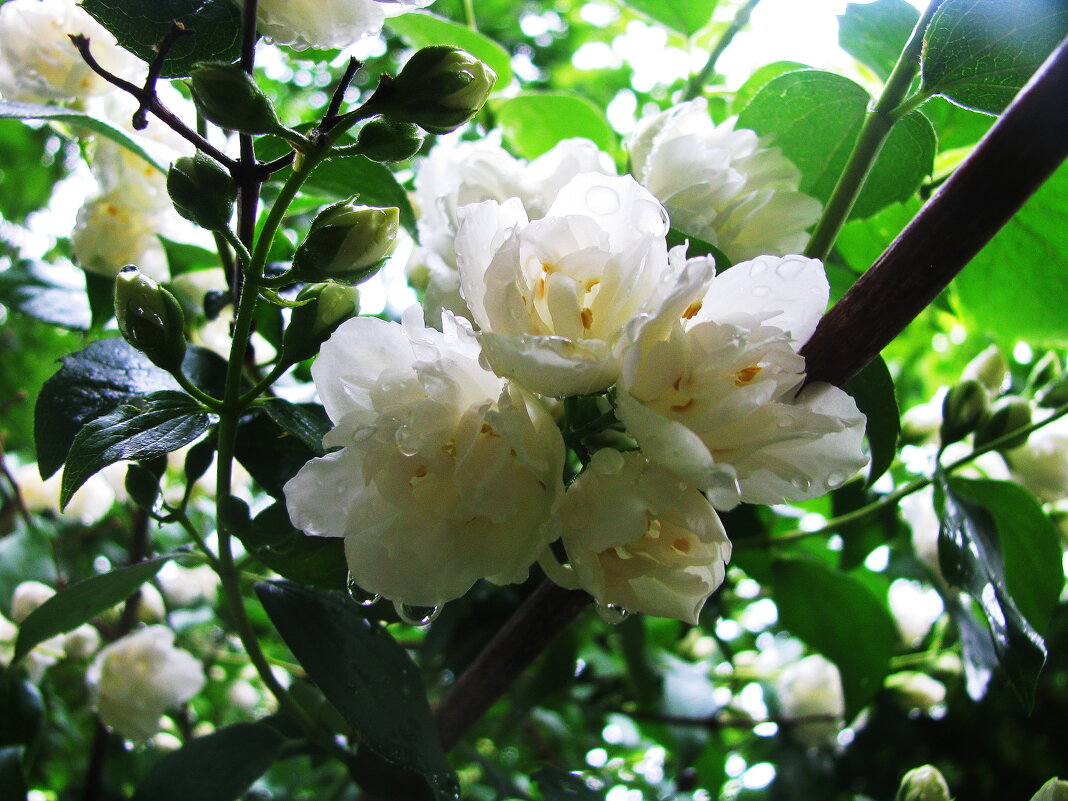 Махровый жасмин - Людмила Смородинская