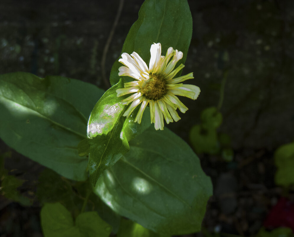 Тонколучник  многолетний - Валентин Семчишин