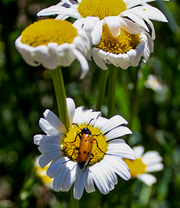 На ромашке - Светлана SvetNika17