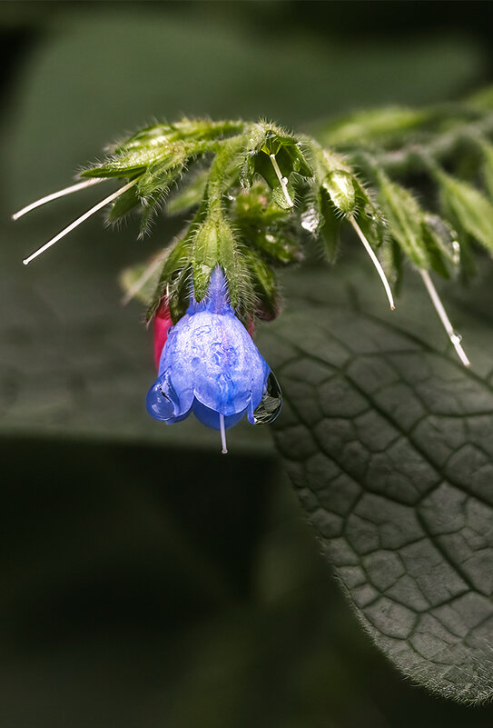 Окопник кавказский - Michel 