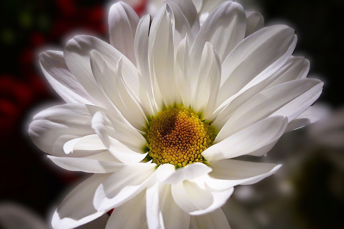 Окликают меня в цветочном ряду, — вот, пожалуйста, — ! - Hope 