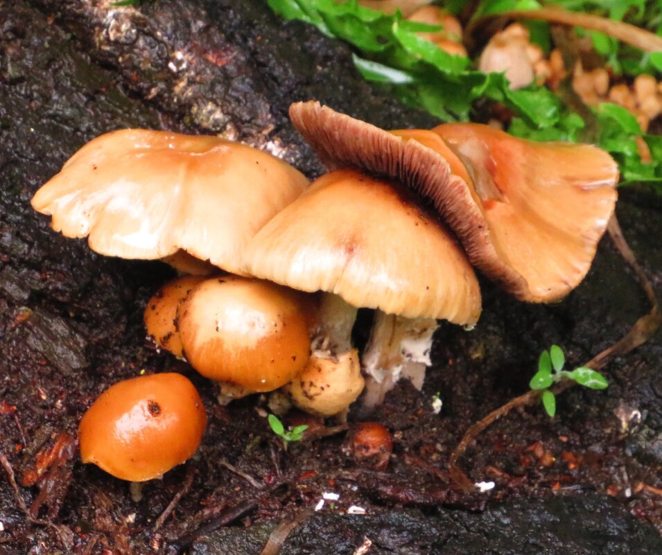 Грибное семейство - Андрей Снегерёв