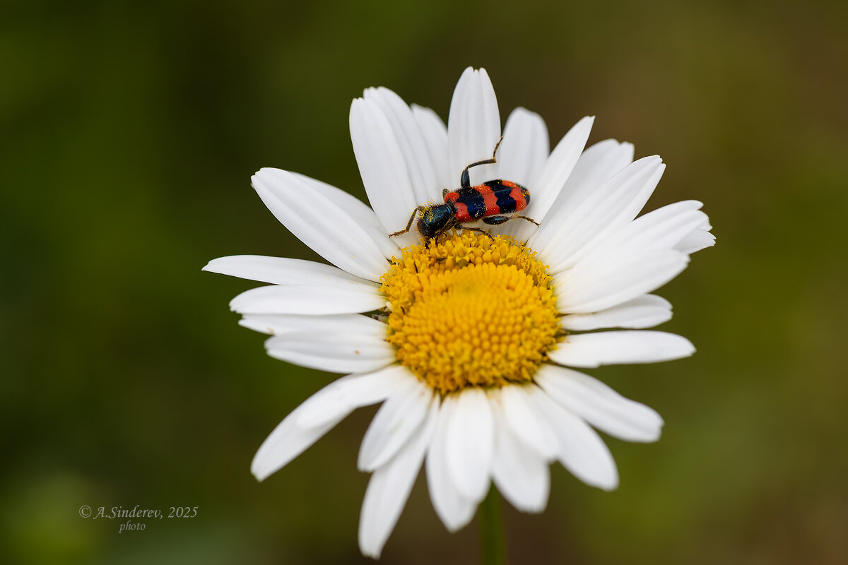 Пестряк пчелиный на ромашке - Александр Синдерёв