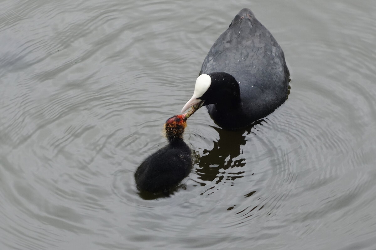 Кормление - Рита Симонова Кормление - Рита Симонова