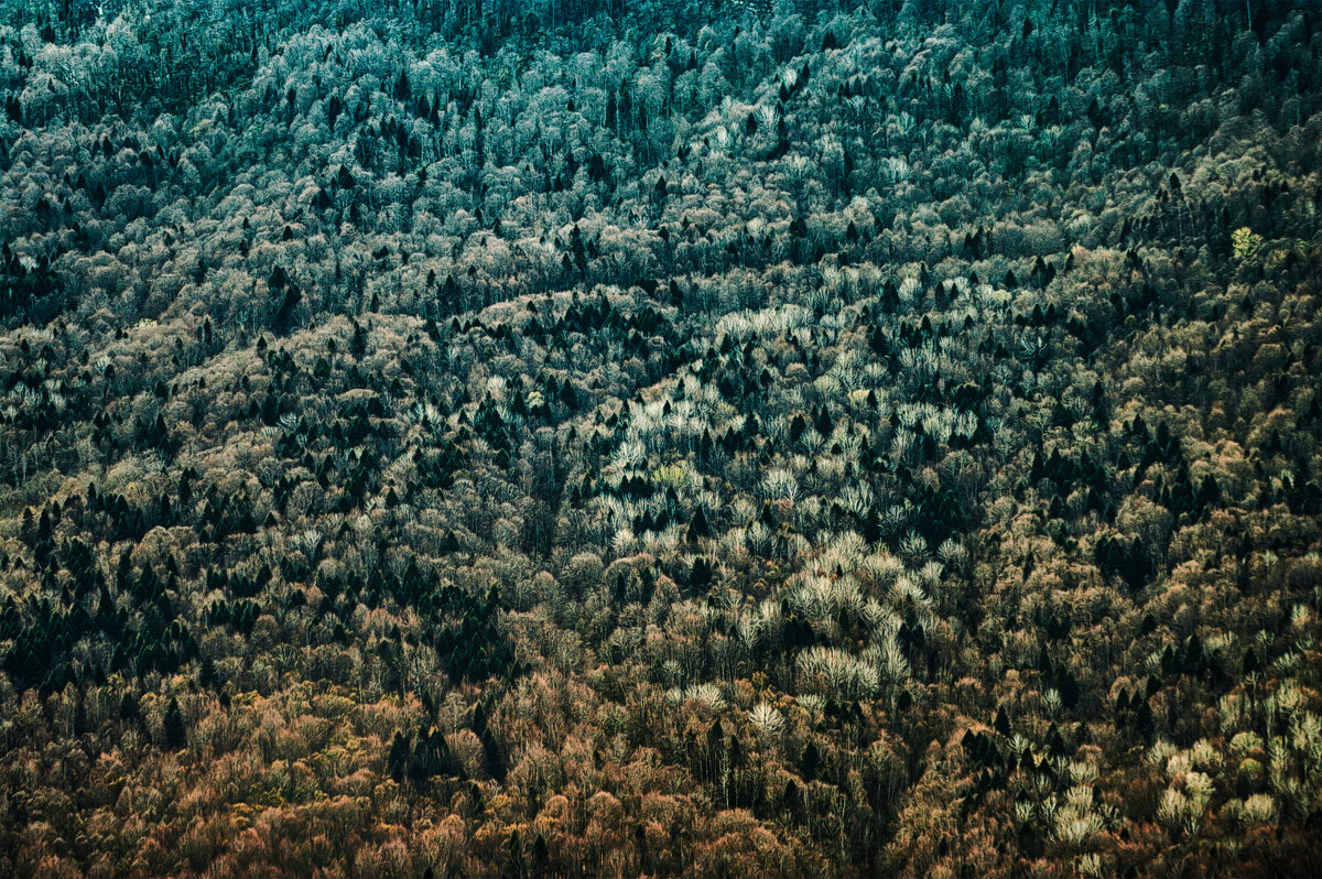 Лесной массив - Игорь Хижняк