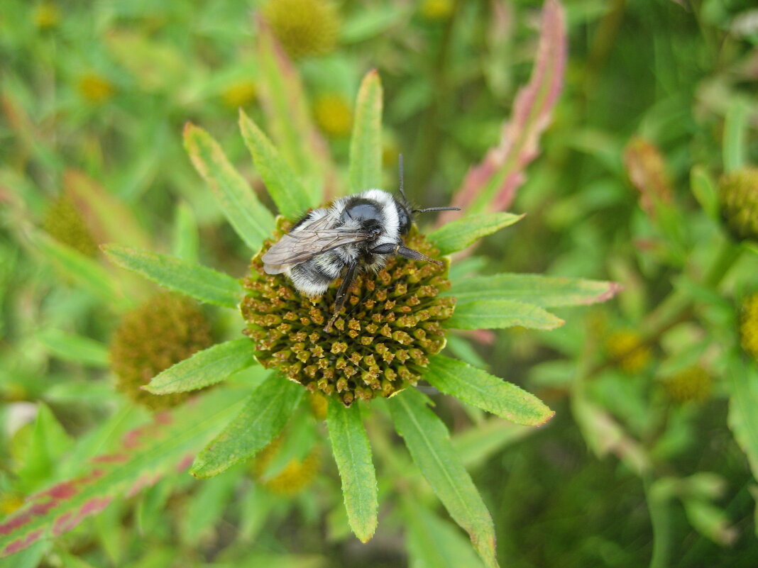 Шмель - Anna Ivanova