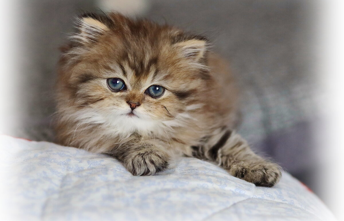 Золотко. - Оля Богданович