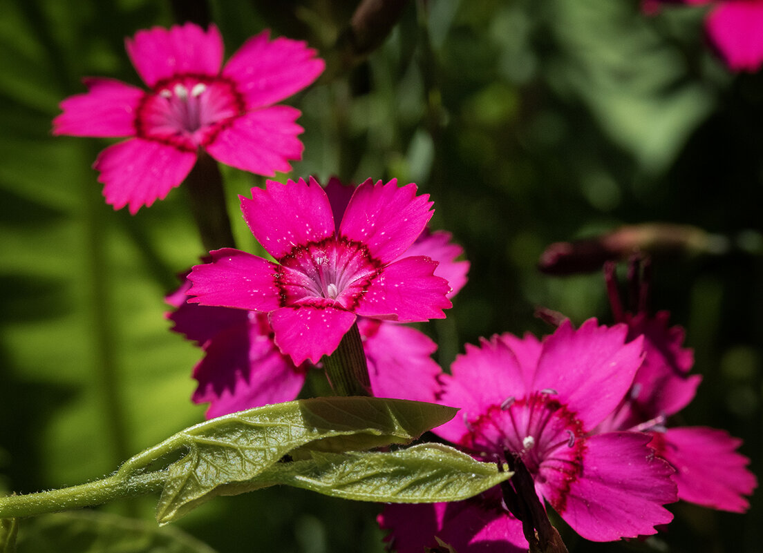 Гвоздичка. - Лилия * Гвоздичка. - Лилия *