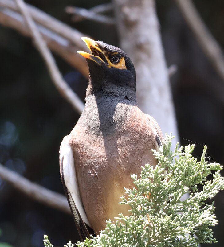 Песнь любви - Аркадий Басович Песнь любви - Аркадий Басович
