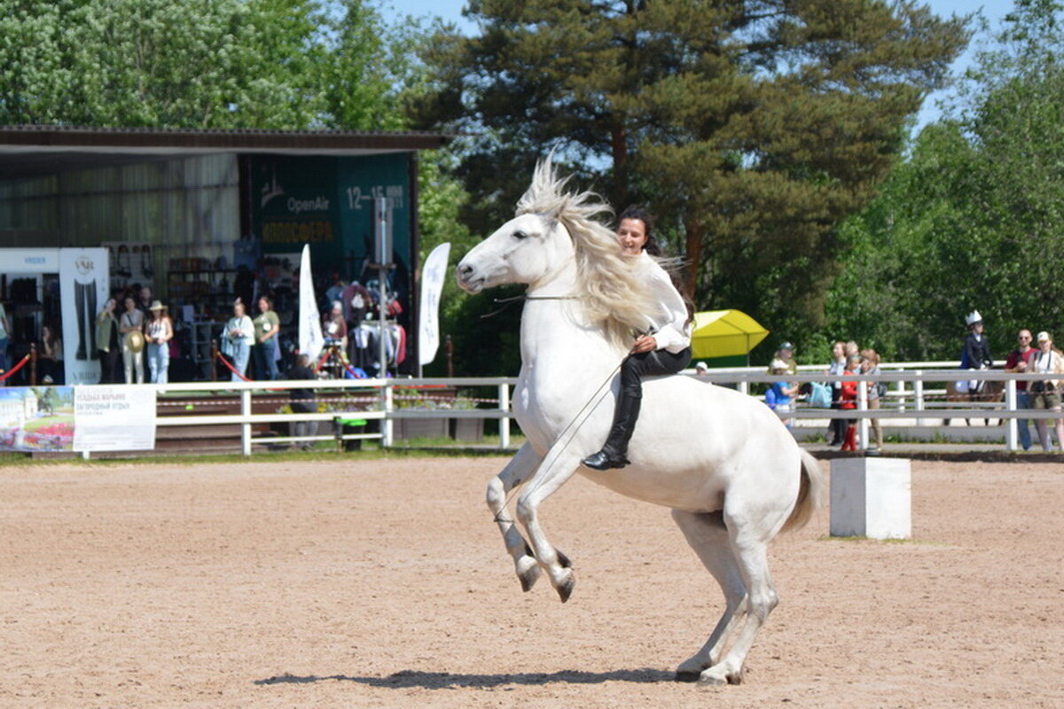 Международная конная выставка "Иппосфера" 2025 - Николай Международная конная выставка "Иппосфера" 2025 - Николай