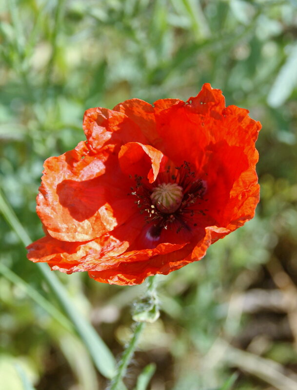 Цветок из сада. - сергей ермошкин