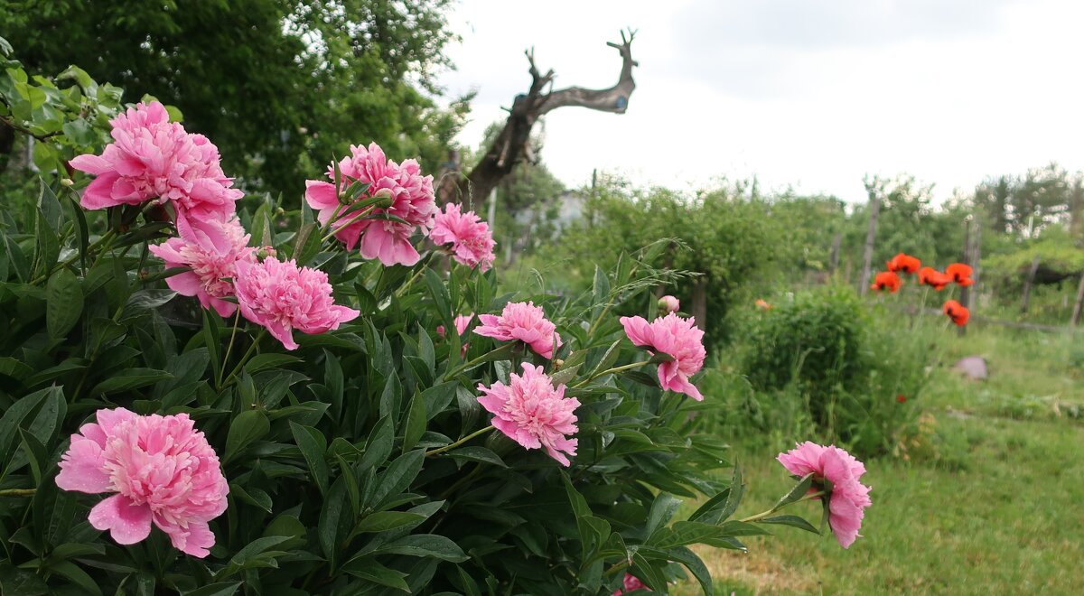 А пионы цветут - Gen Vel А пионы цветут - Gen Vel