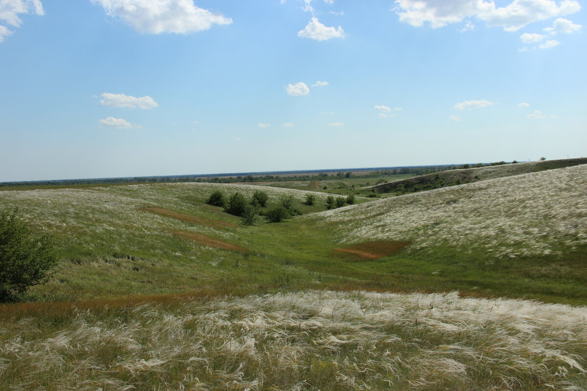 Ковыль. - Виктор 