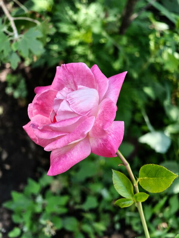 Роза. - Валерий Ткаченко