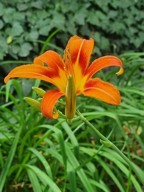 Первый лилейник - Наталья 