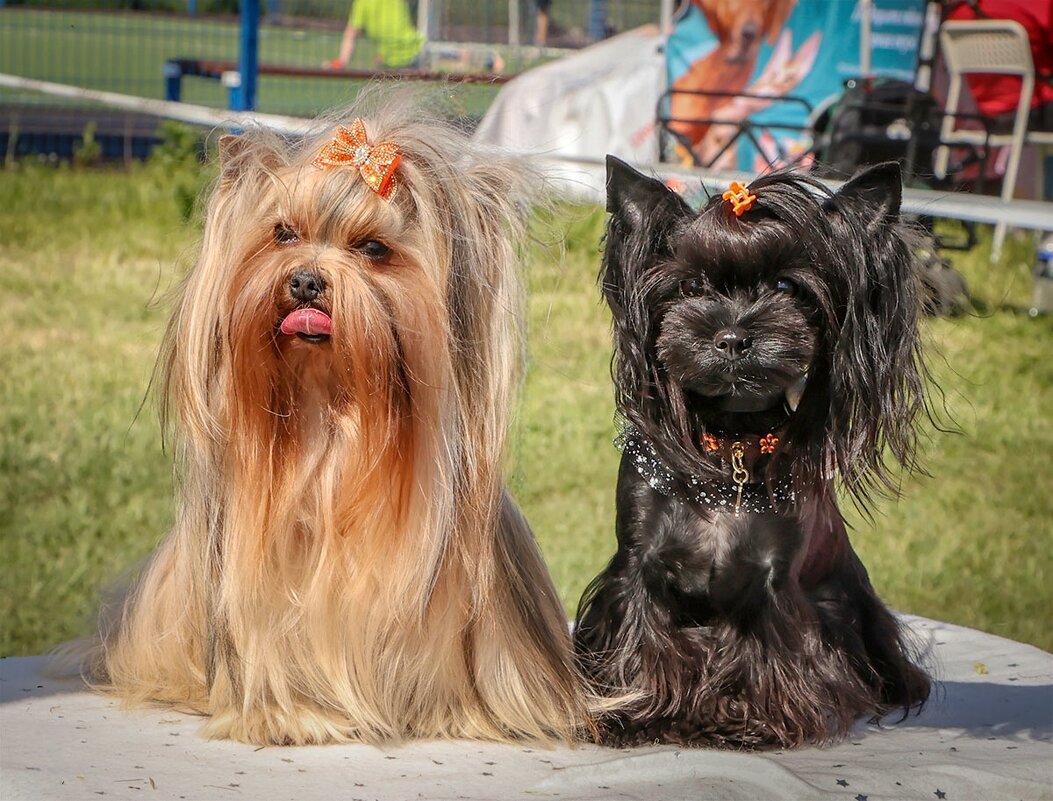 Сладкая парочка - Анатолий Шумилин