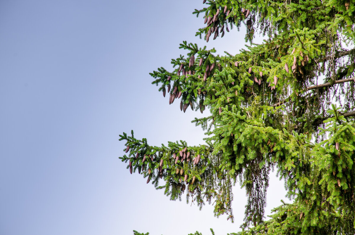 шишки - Елена Кордумова