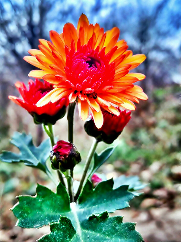 ХРИЗАНТЕМА КОРЕЙСКАЯ - Анатолий Малобродский ХРИЗАНТЕМА КОРЕЙСКАЯ - Анатолий Малобродский