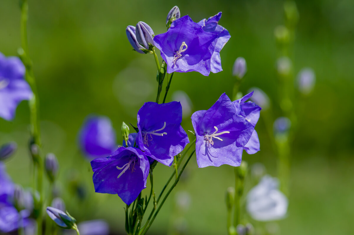 Дачные цветы. - Sergey (Apg) Дачные цветы. - Sergey (Apg)