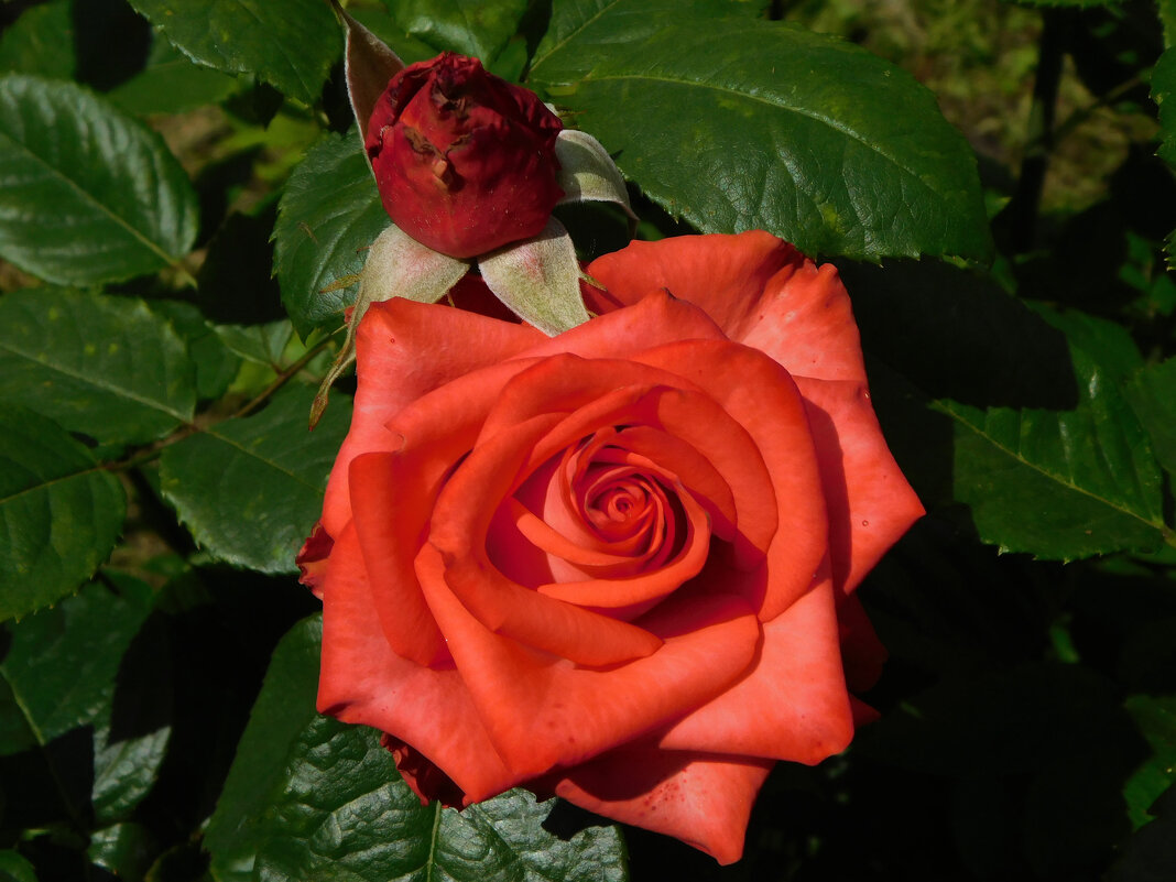 Роза чайно-гибридная - Наиля Роза чайно-гибридная - Наиля