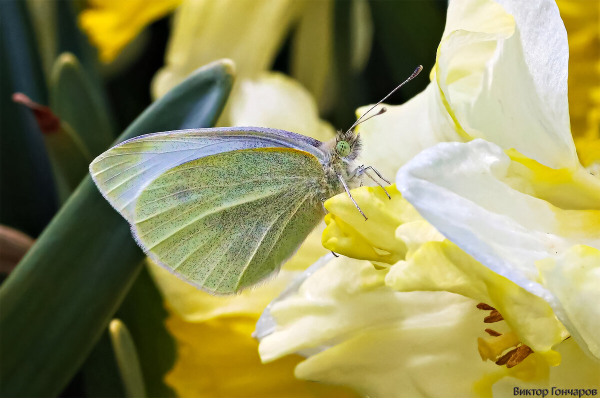 Капустница,Бабочка - Laryan1 