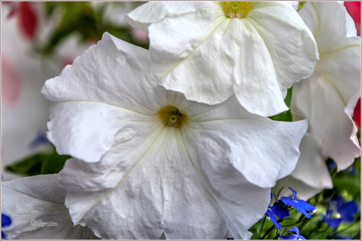 Про цветы - Aquarius - Сергей