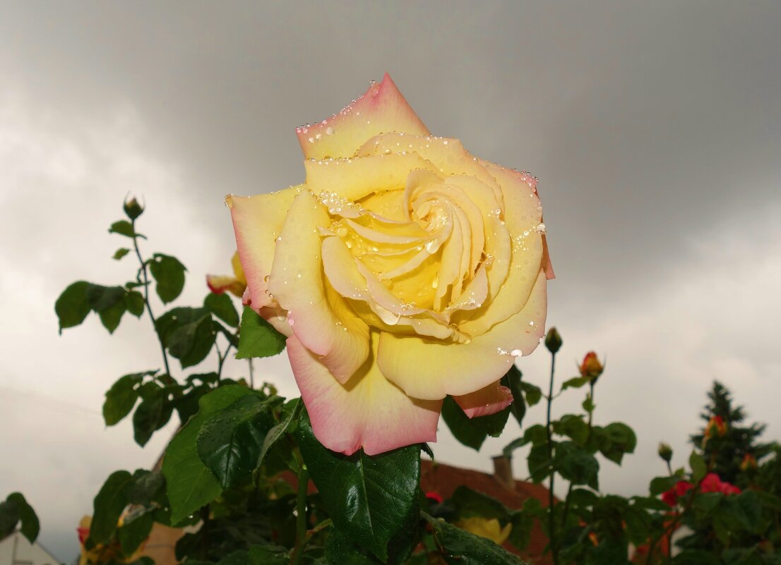 ...а просто летний дождь прошёл... - Галина 