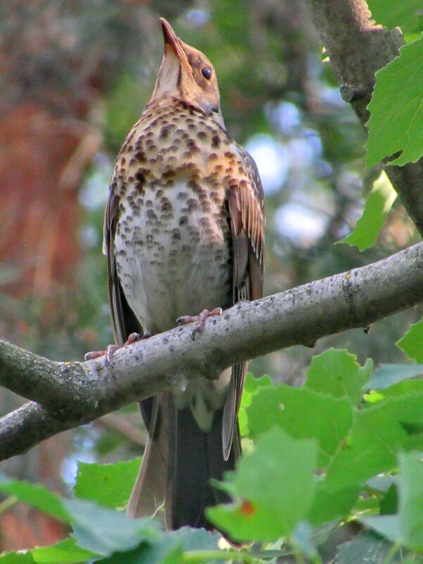Певчий дрозд - Александр Чеботарь