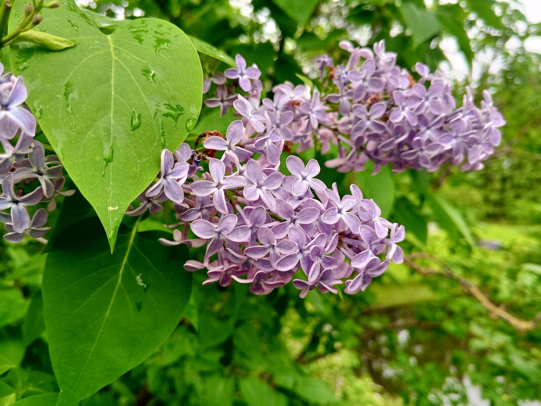 Сирень - Сапсан 