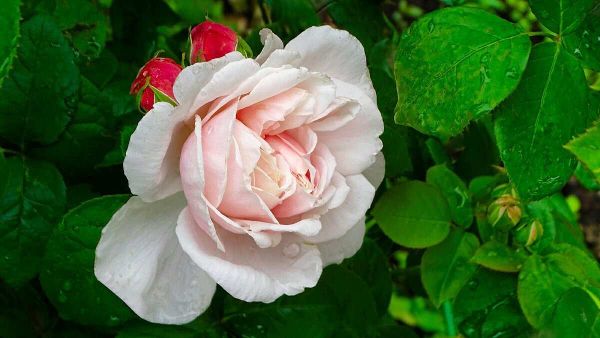 Городские цветы - Милешкин Владимир Алексеевич 