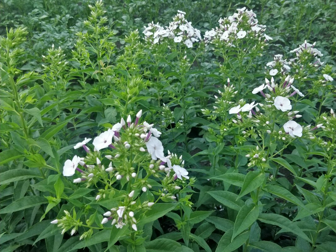 Красиво цветут - Андрей Хлопонин Красиво цветут - Андрей Хлопонин