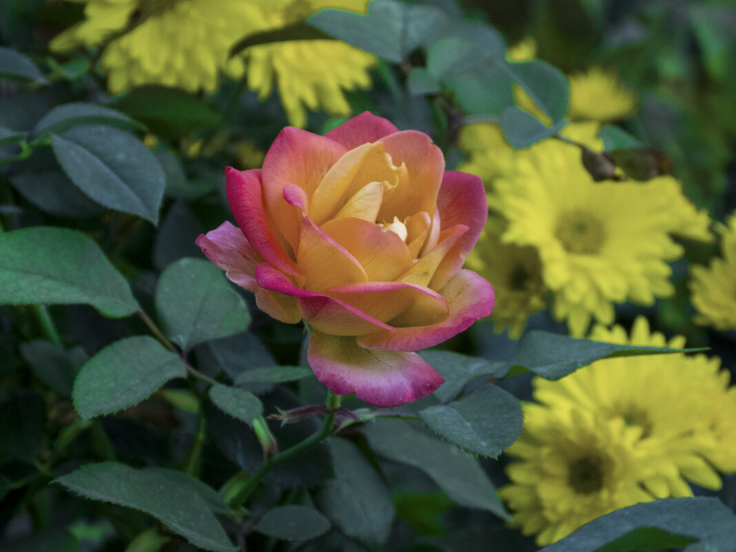 Глория Дей - Валентин Семчишин Глория Дей - Валентин Семчишин