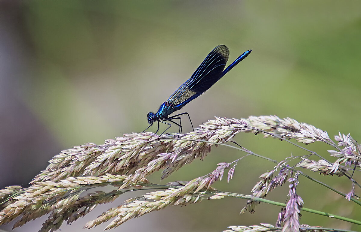 ******* - Андроник Александр ******* - Андроник Александр