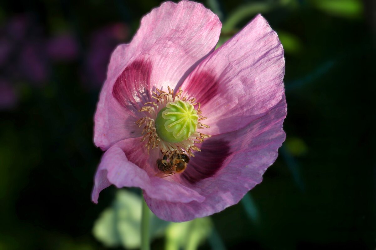 Доброе утро - Юрий. Шмаков
