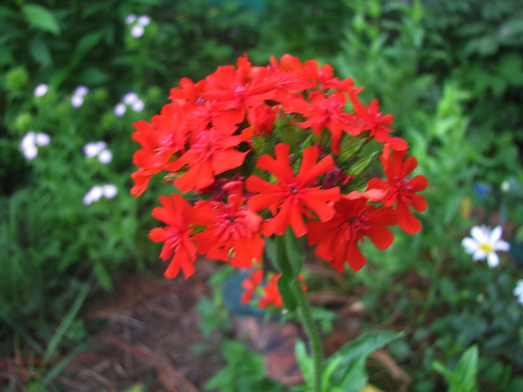 Лихнис цветёт - Людмила Смородинская