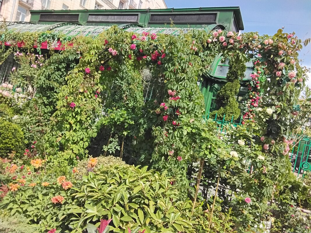 Арки из цветов на площади Тверской - Дмитрий Никитин