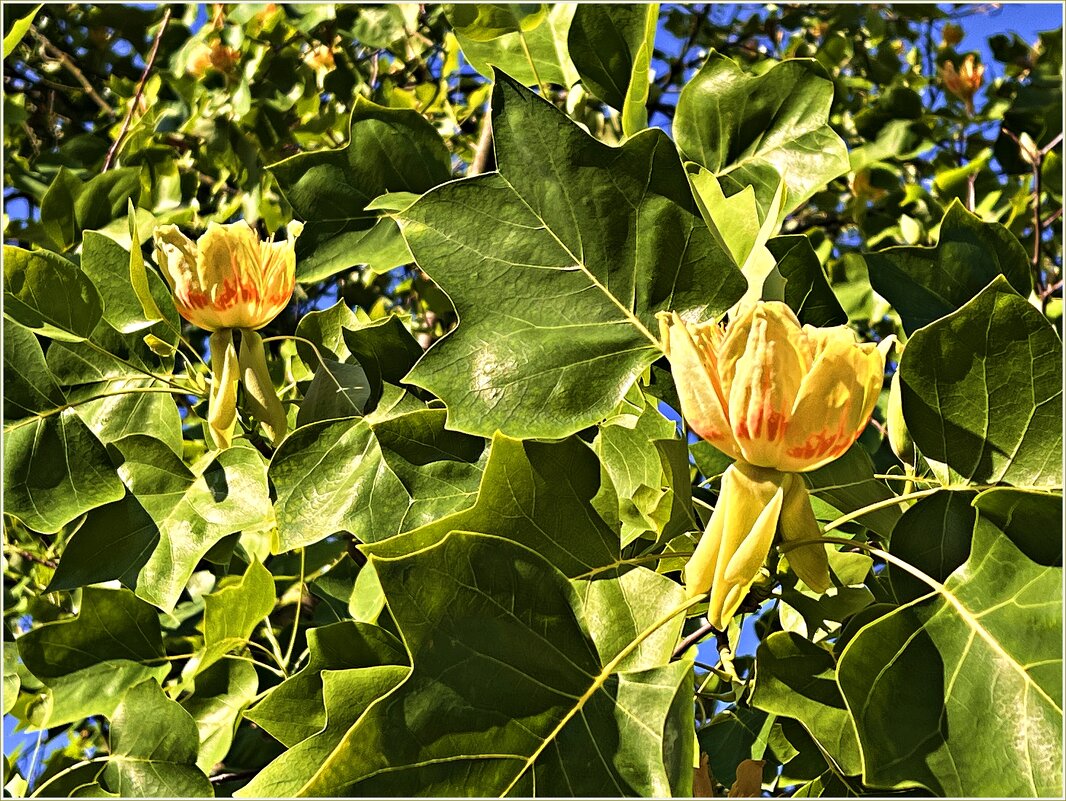 Распускающиеся цветы тюльпанового дерева. - Валерия Комова Распускающиеся цветы тюльпанового дерева. - Валерия Комова