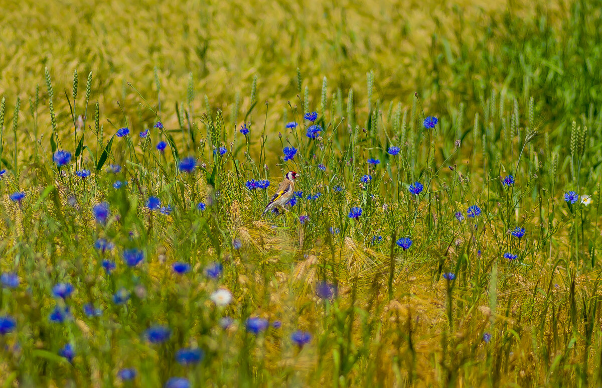 Найди птичку..... - Sergey (Apg)