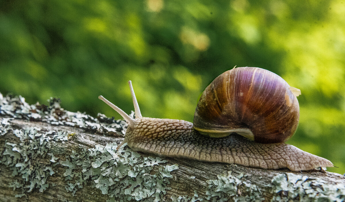 Про улитку. - Владимир Безбородов