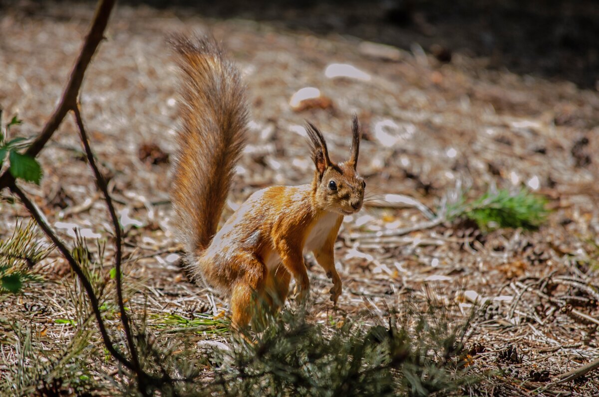 Белка - Александр Бочериков