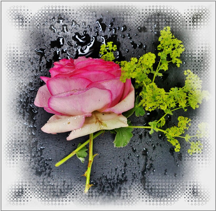 РОЗА... - Elvira E. 